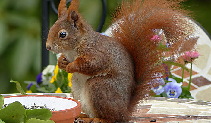 Are You a Squirrel or a Magpie? | Kennards Self Storage Are You a Squirrel or a Magpie? | Kennards Self Storage